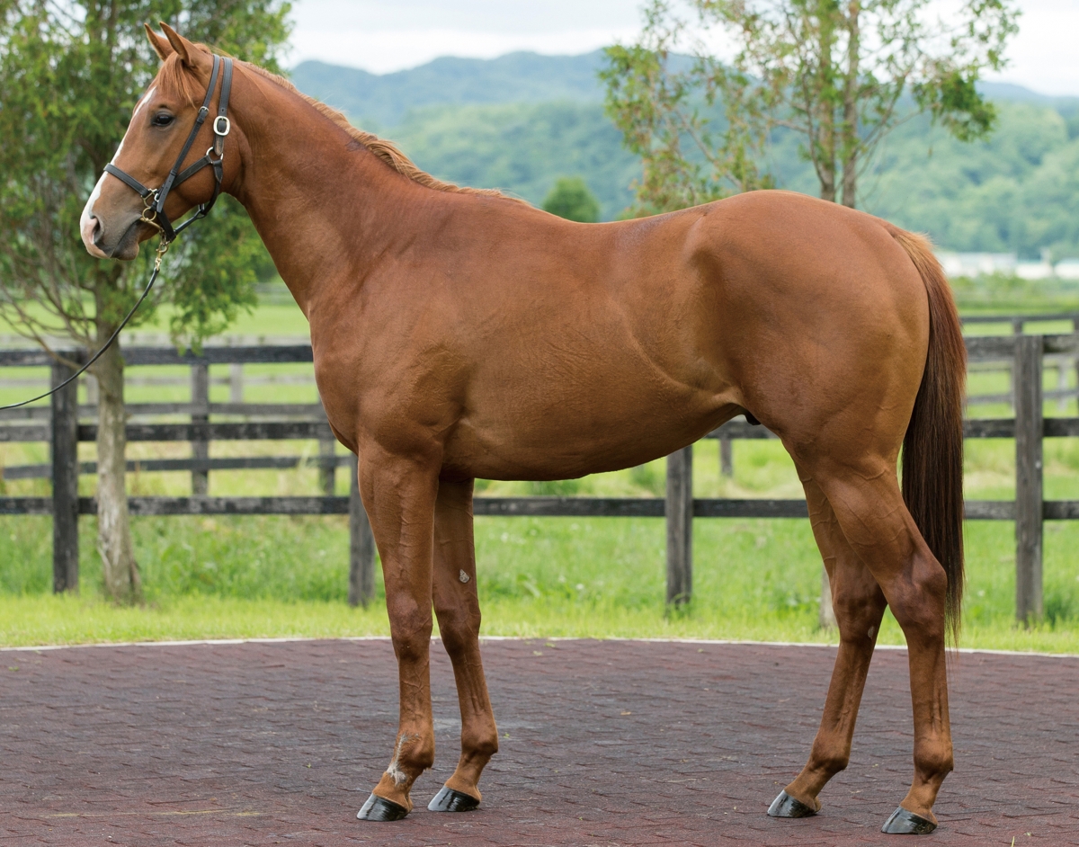 サンタアズライト　Santa Azurite　　牡　3歳　　※1/10所有権　　中央競馬　在籍_main1