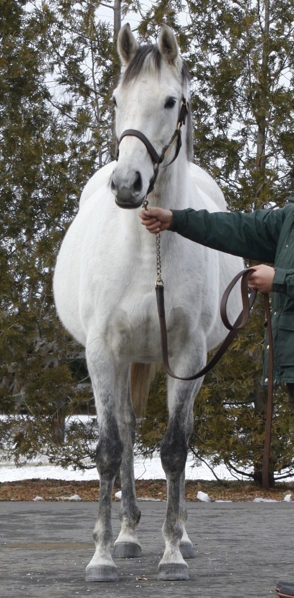 ネオフェリーク Neo Feerique 牝 10歳 ※繁殖牝馬 ダノンバラード受胎