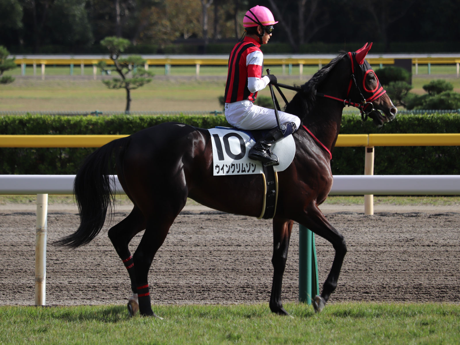 ウインクリムゾン Win Crimson 牡 6歳 ※中央競馬 登録抹消