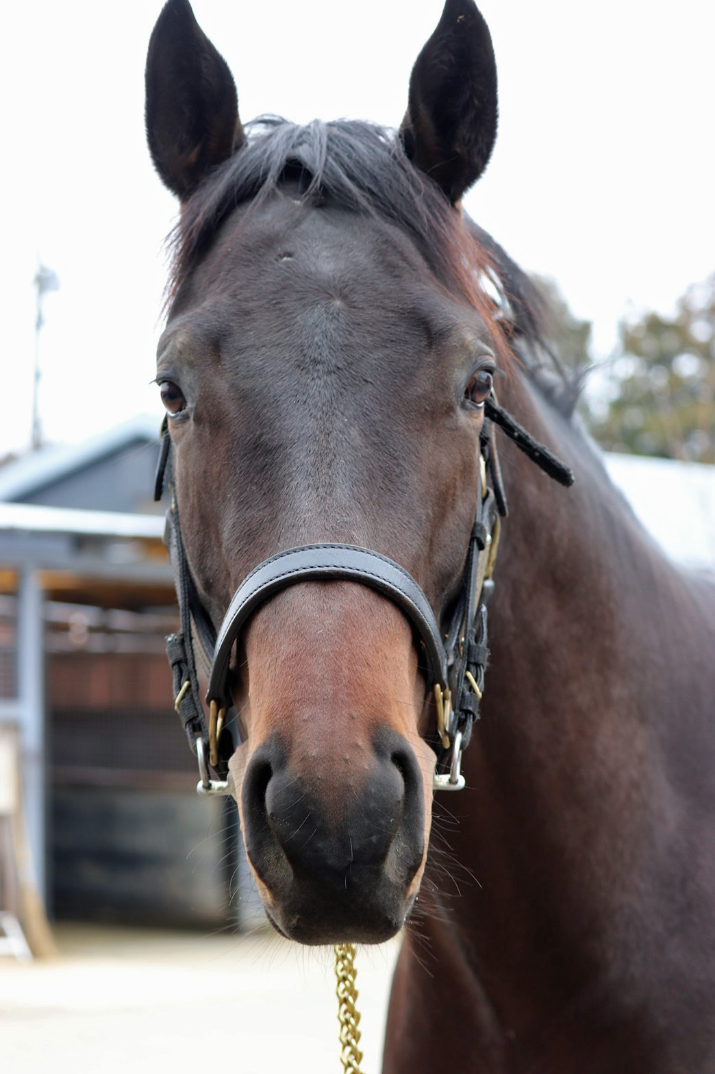 イギーザフール Iggy the Fool 牡 3歳 ※地方競馬 在籍 （未出走