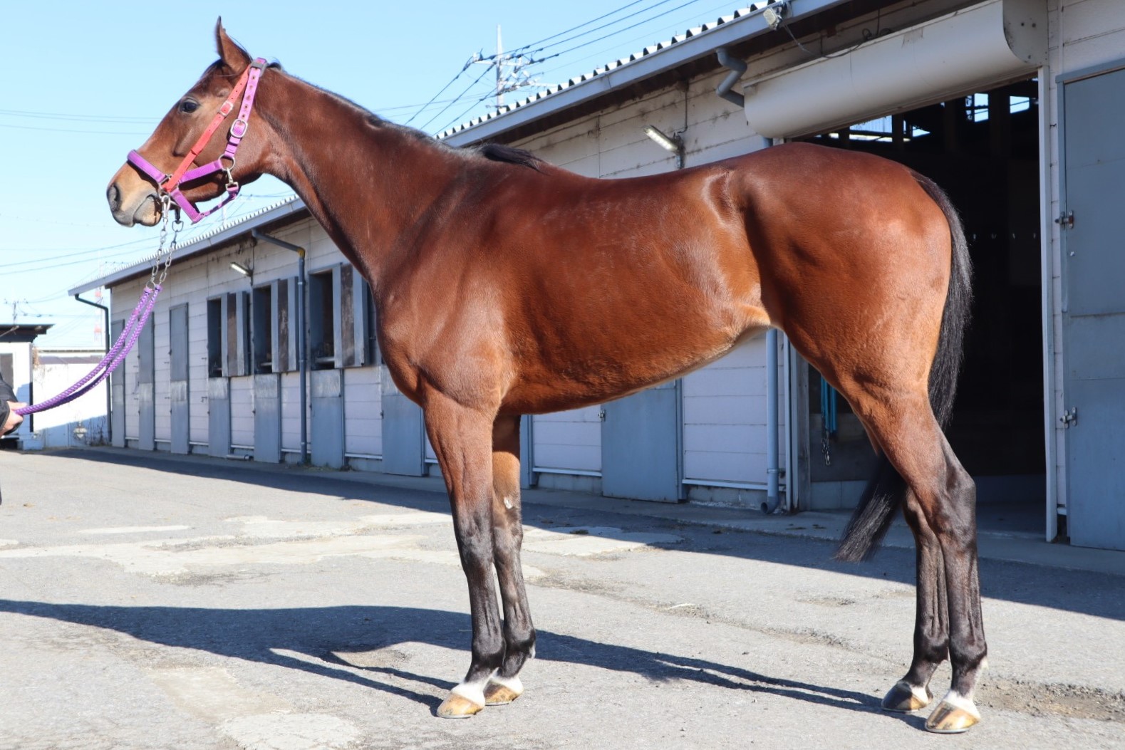 プライムエルフ　Prime Elf　　牝　５歳　　※中央競馬　登録抹消_main1