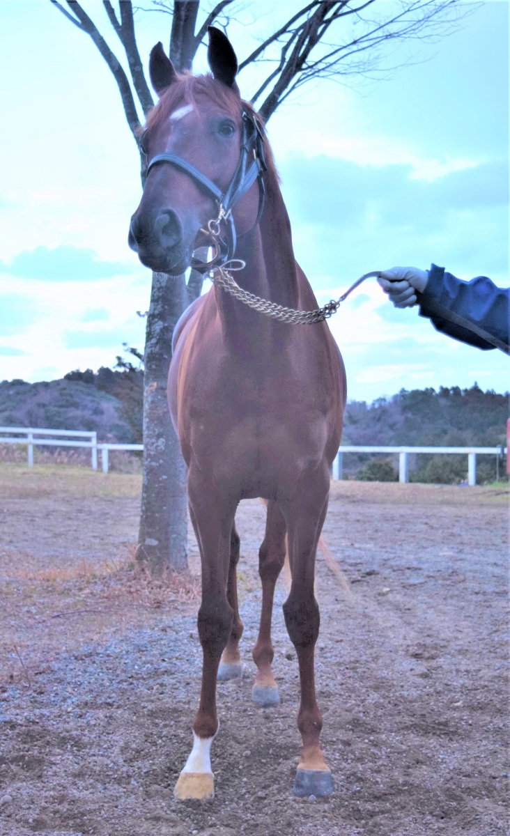 オールスターズ Allstars 牡 4歳 ※地方競馬 在籍 オールスターズ Allstars 牡 4歳 ※地方競馬 在籍