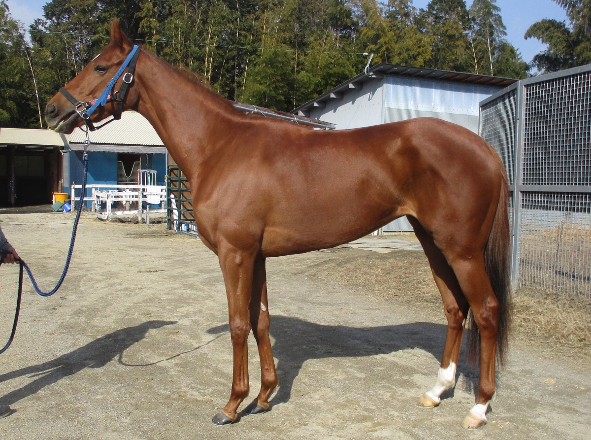 インスパイア　Inspire　　牝　３歳　　※中央競馬　登録抹消_main1