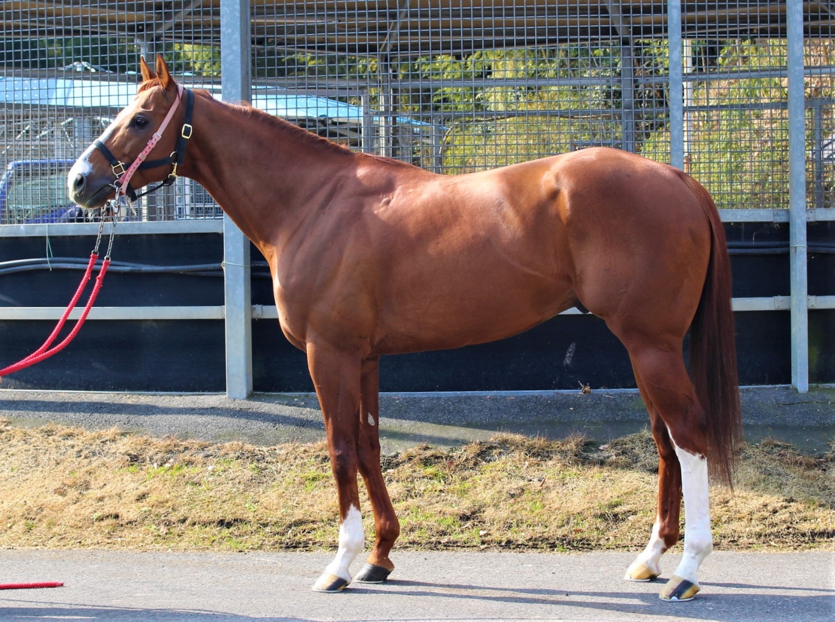 コスタアレグレ　Costa Alegre　　牡　８歳　　※中央競馬　登録抹消_main1