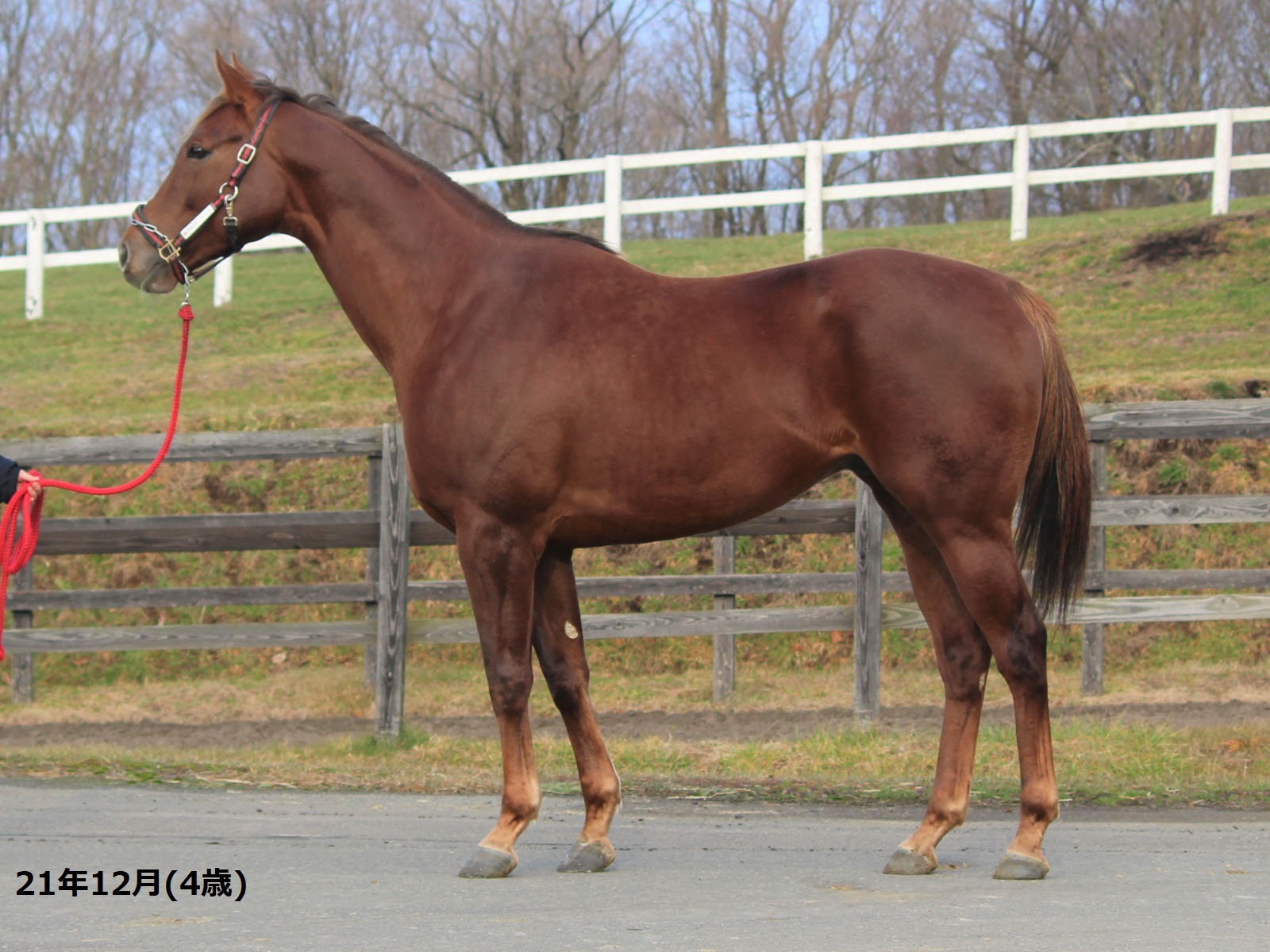 マイネルグリット　Meiner Grit　　牡　５歳　　※中央競馬　登録抹消_main1