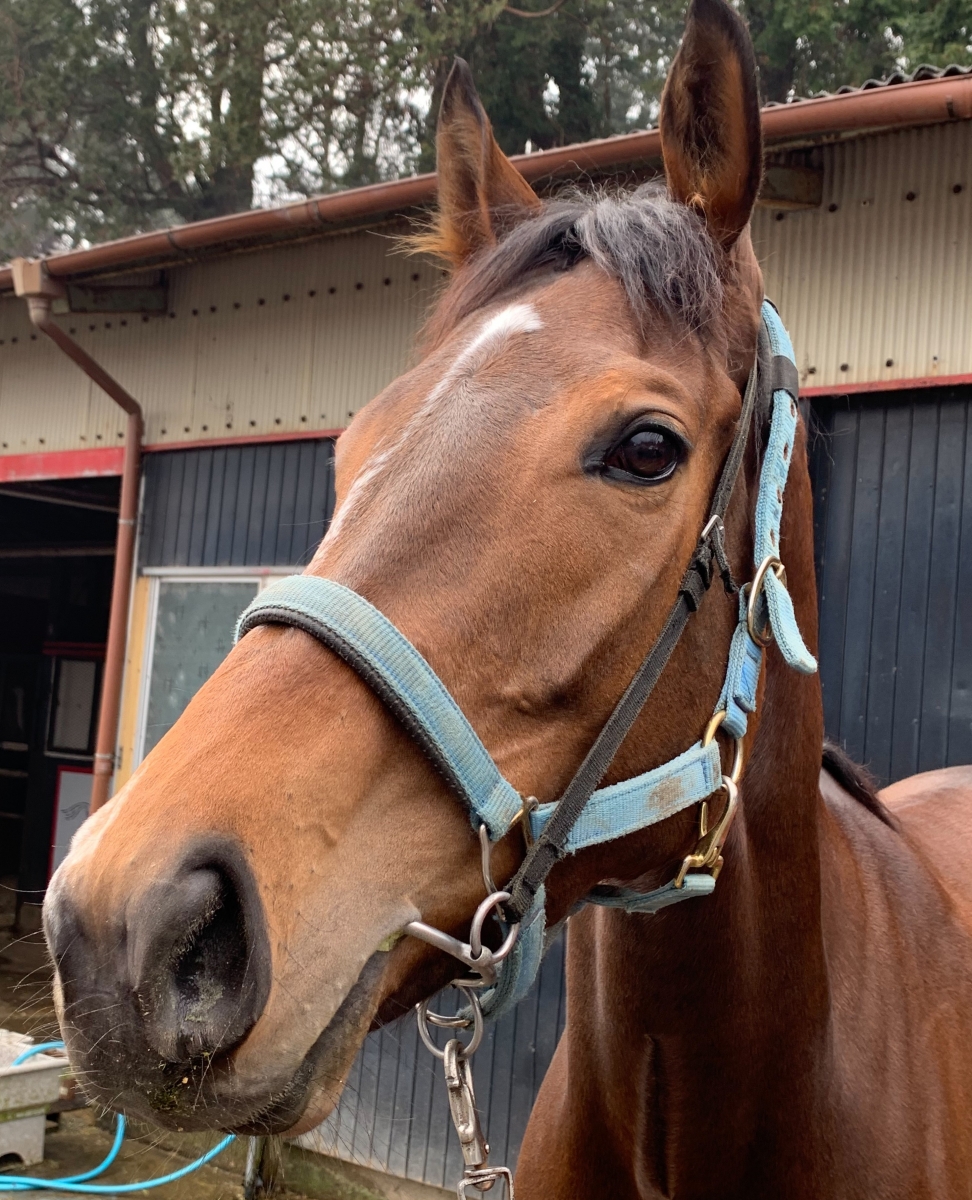 すぐったレディース福袋 シーサンプーター Shisanbuta 牝 4歳 ※中央競馬 登録抹消 立体・オブジェ