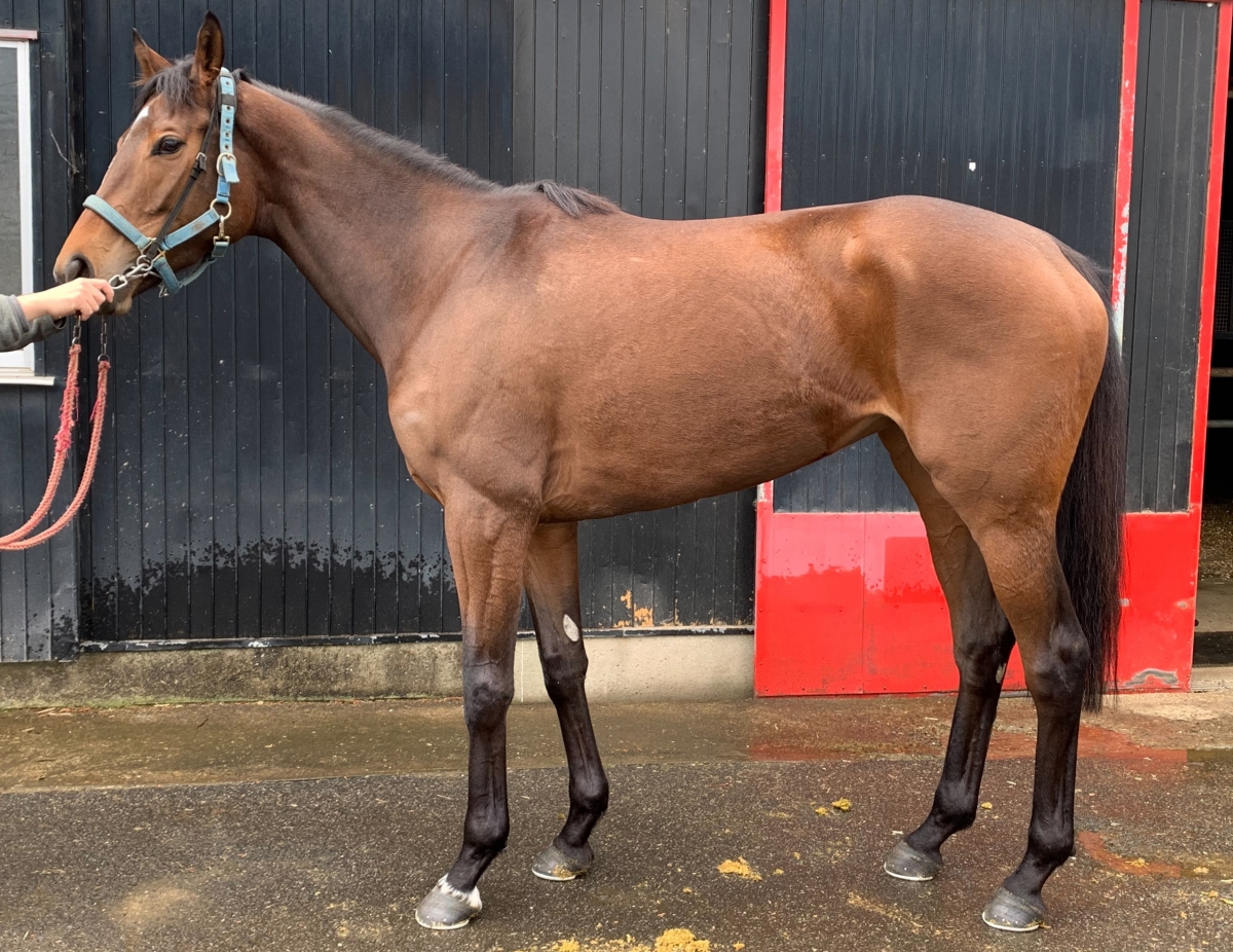 ☆チューンナップ済☆オガサカ TC-SS 165（滑走ワンシーズン・約40日