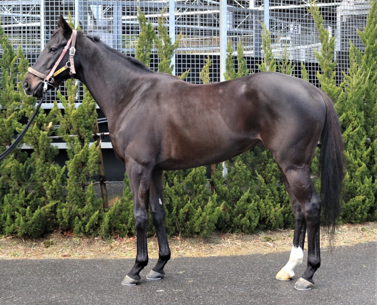 フェルカド Pherkad 牡 4歳 ※中央競馬 登録抹消 | サラブレッド