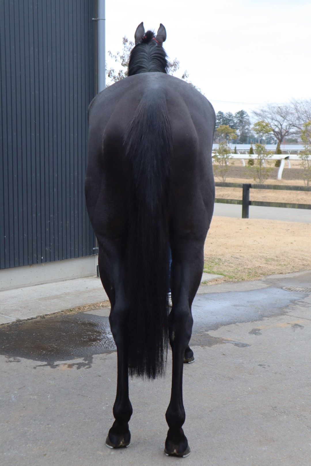 アシンメトリー Asymmetry 牝 4歳 ※地方競馬 在籍 | サラブレッド