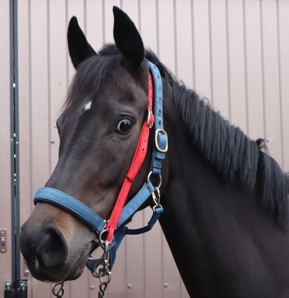 ディープインパクト 尾毛 馬毛 【本物】値下げOK アシンメトリー Asymmetry 牝 4歳 ※地方競馬 在籍