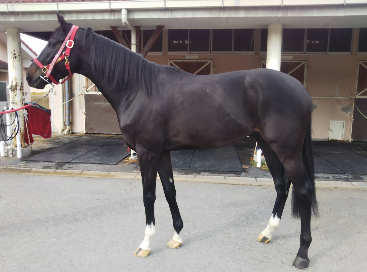 シイチ Shiichi 牡 4歳 ※地方競馬 在籍 | サラブレッドオークション シイチ Shiichi 牡 4歳 ※地方競馬 在籍 | サラブレッドオークション