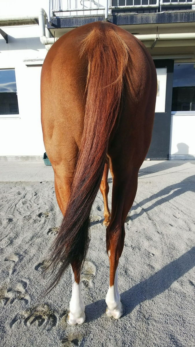 ゴールドエフォート Gold Effort 牝 5歳 ※中央競馬 登録抹消 ゴールドエフォート Gold Effort 牝 5歳 ※中央競馬 登録抹消