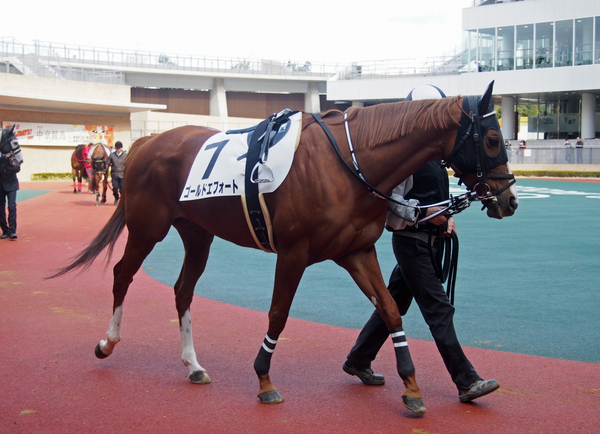 ゴールドエフォート Gold Effort 牝 5歳 ※中央競馬 登録抹消