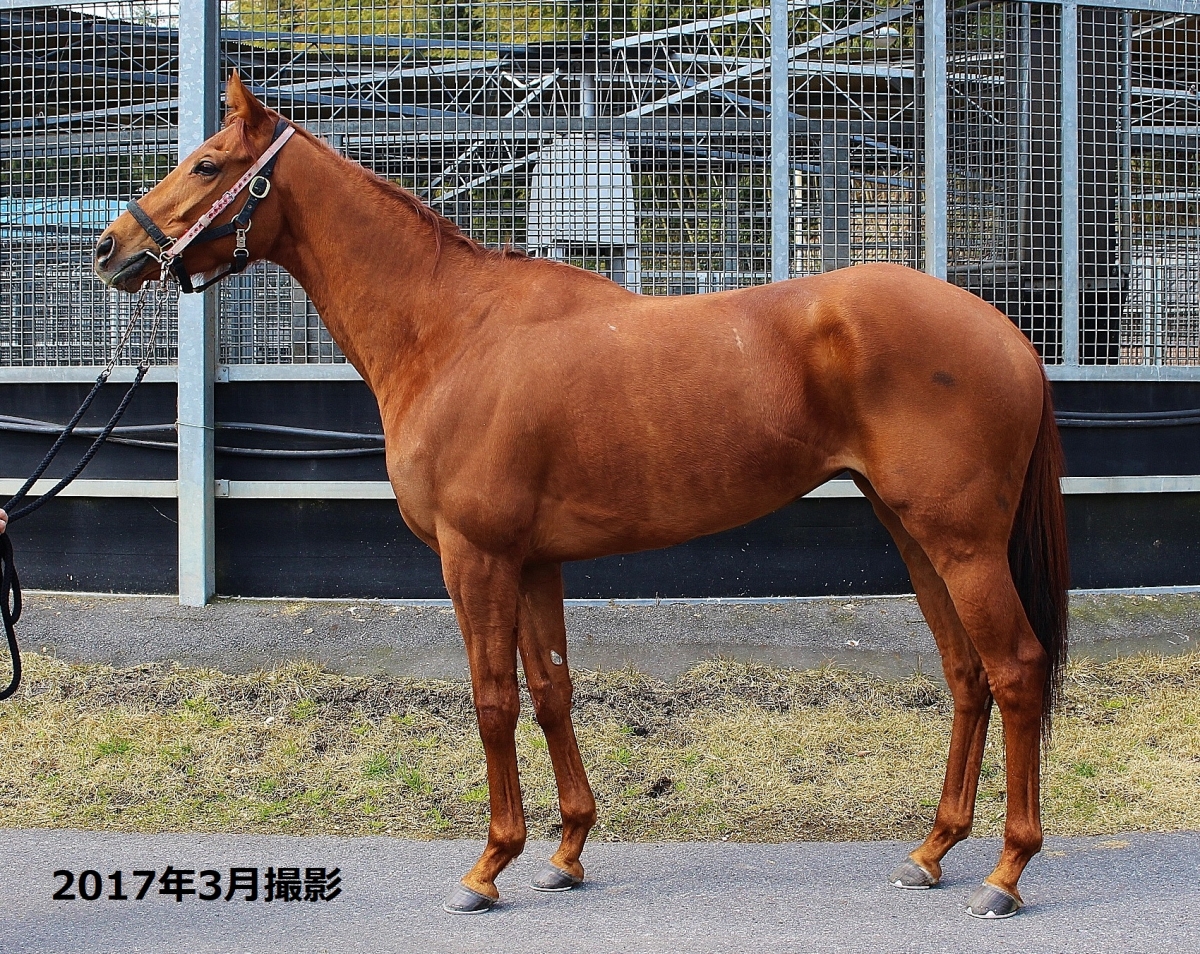 メイショウデコイ Meisho Decoy 牝 6歳 ※地方競馬 在籍