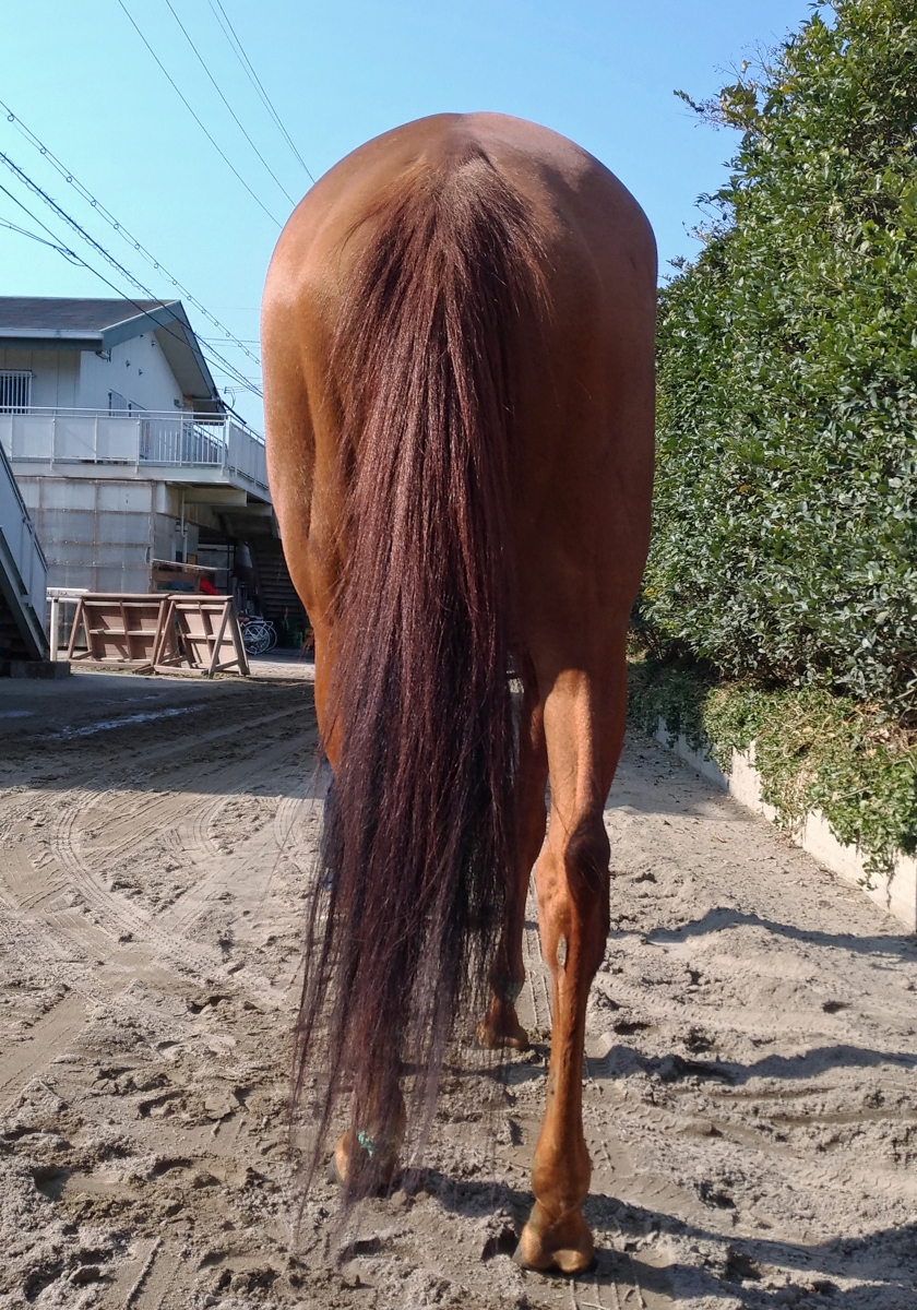 メイショウデコイ Meisho Decoy 牝 6歳 ※地方競馬 在籍