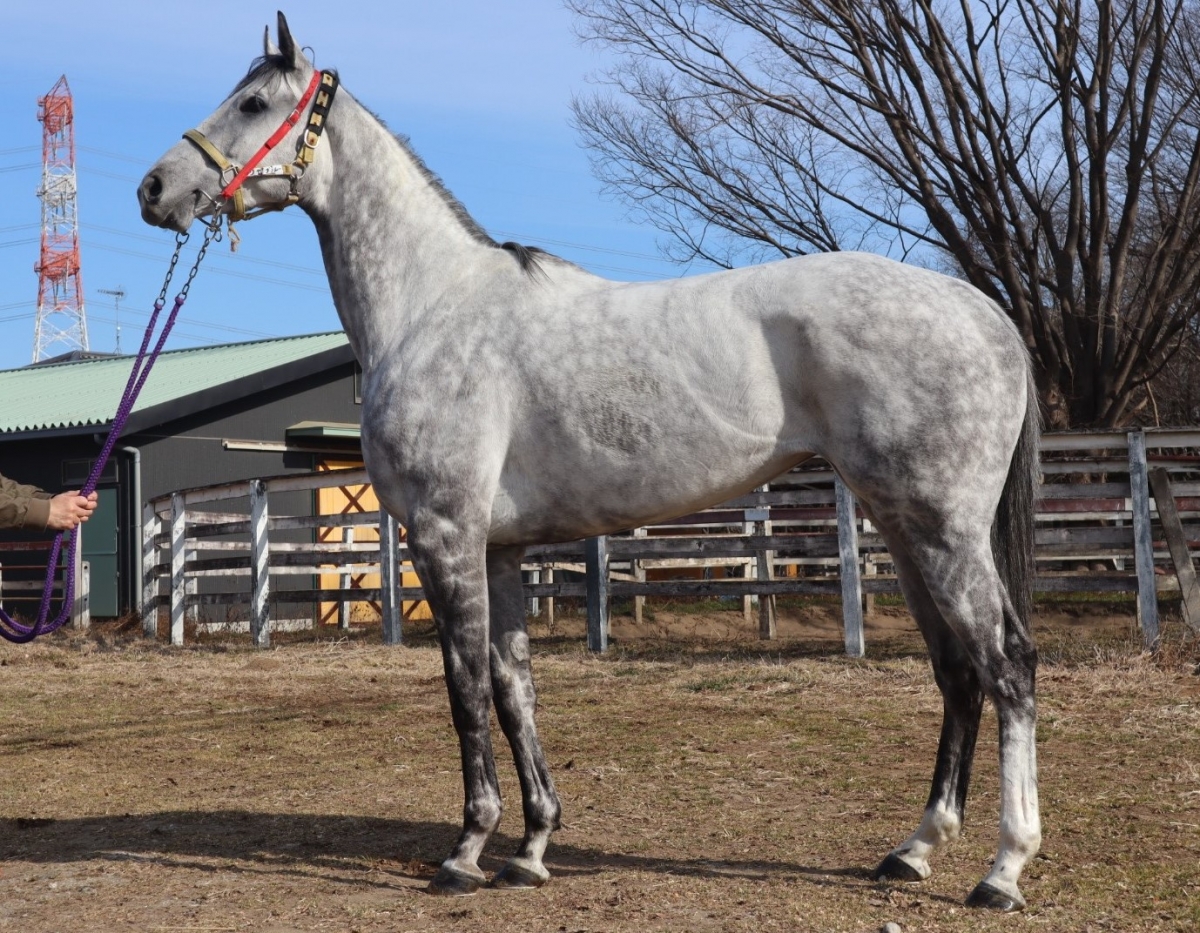 リゼブルー Rize Blue 牝 ６歳 ※中央競馬 登録抹消 | サラブレッド 