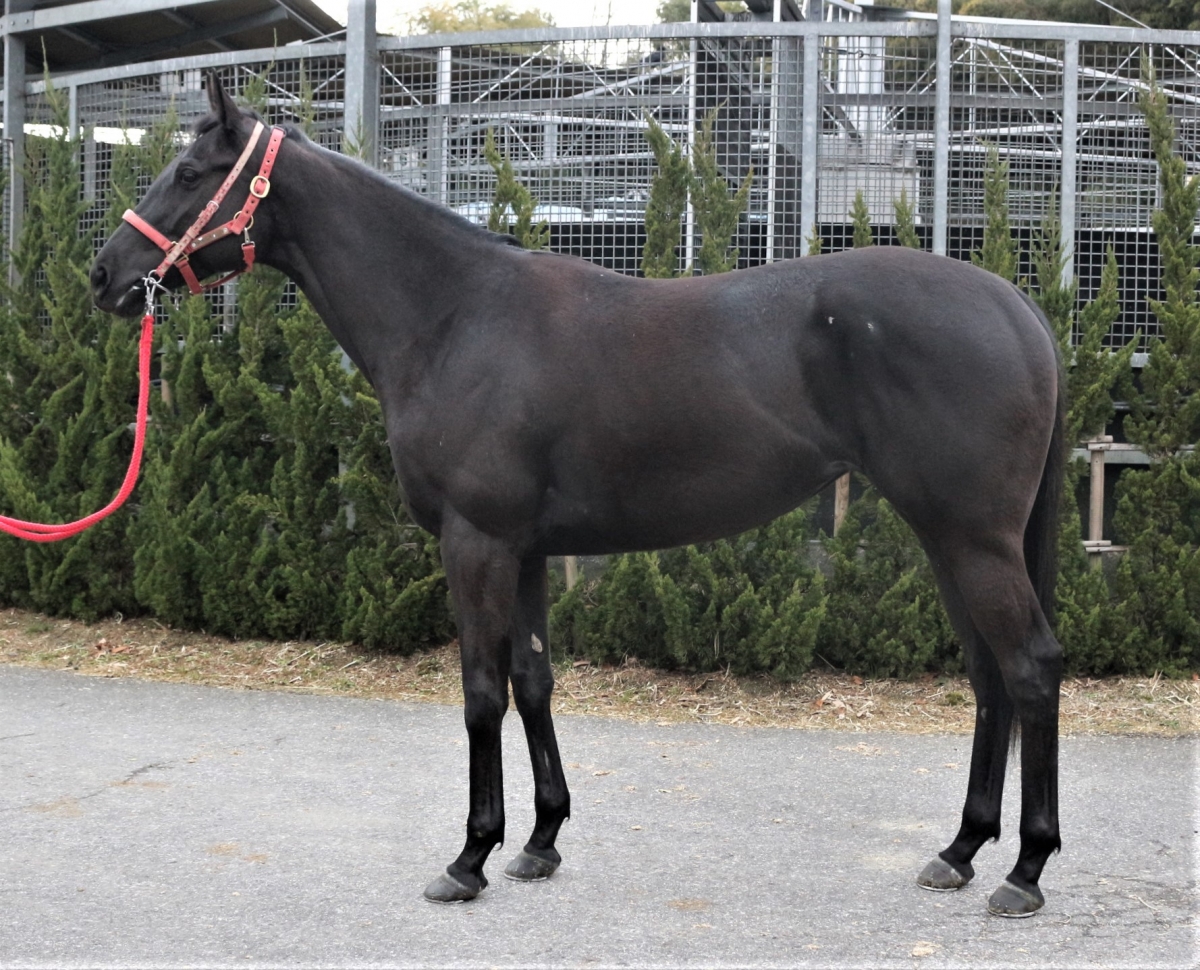 ディープインパクト 尾毛 馬毛 【本物】値下げOK パーフェクトブルーの18 Perfect Blue 18 牝 3歳 ※未登録の3歳馬