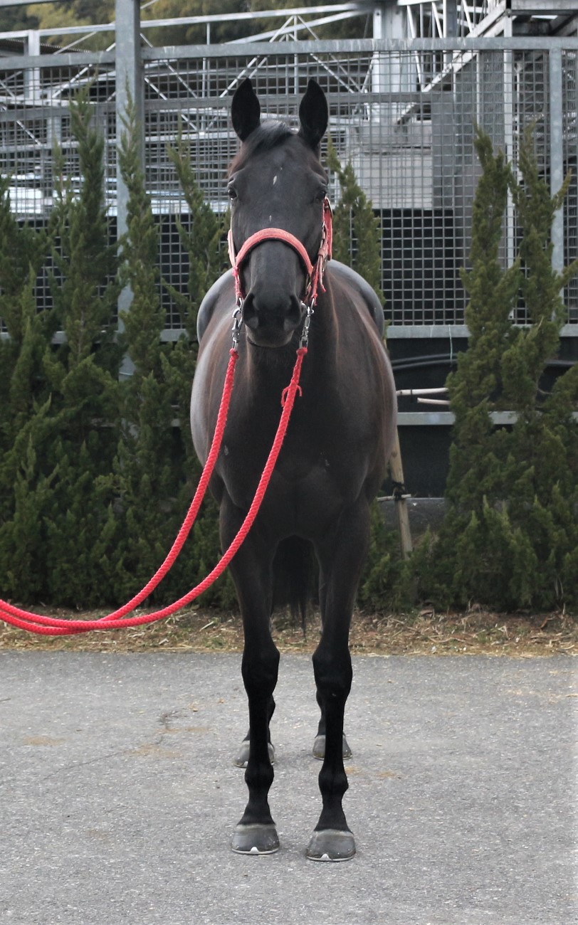 パーフェクトブルーの18 Perfect Blue 18 牝 3歳 ※未登録の3歳馬