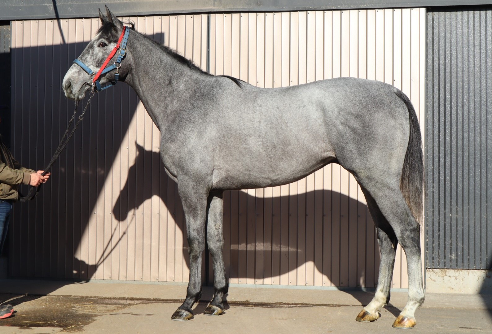コスモリカバリー Cosmo Recovery 牡 3歳 ※中央競馬 登録抹消