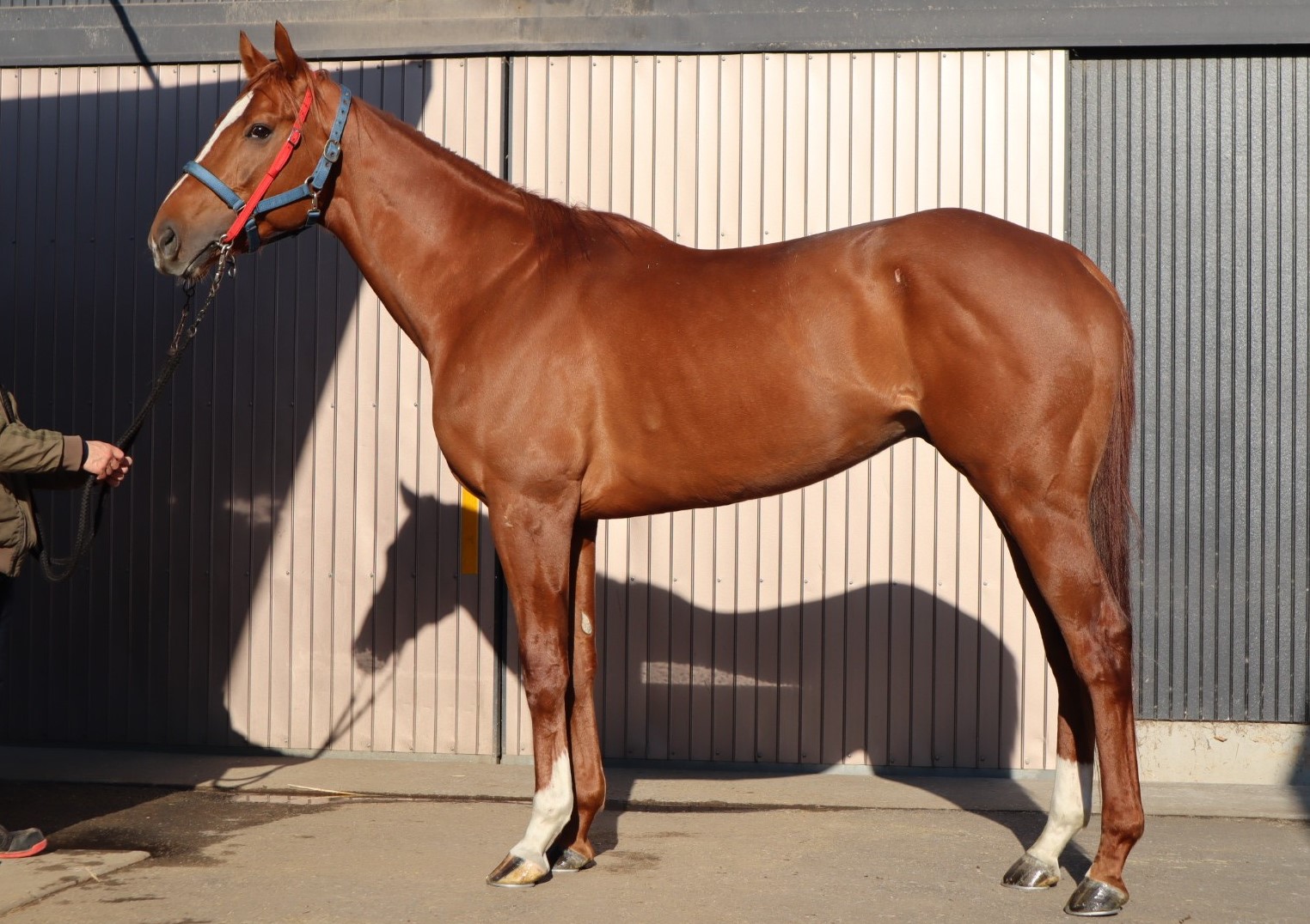 人気ブランドの新作 Skog Win ウインスコーグ 牡 在籍 ※地方競馬 4歳 その他