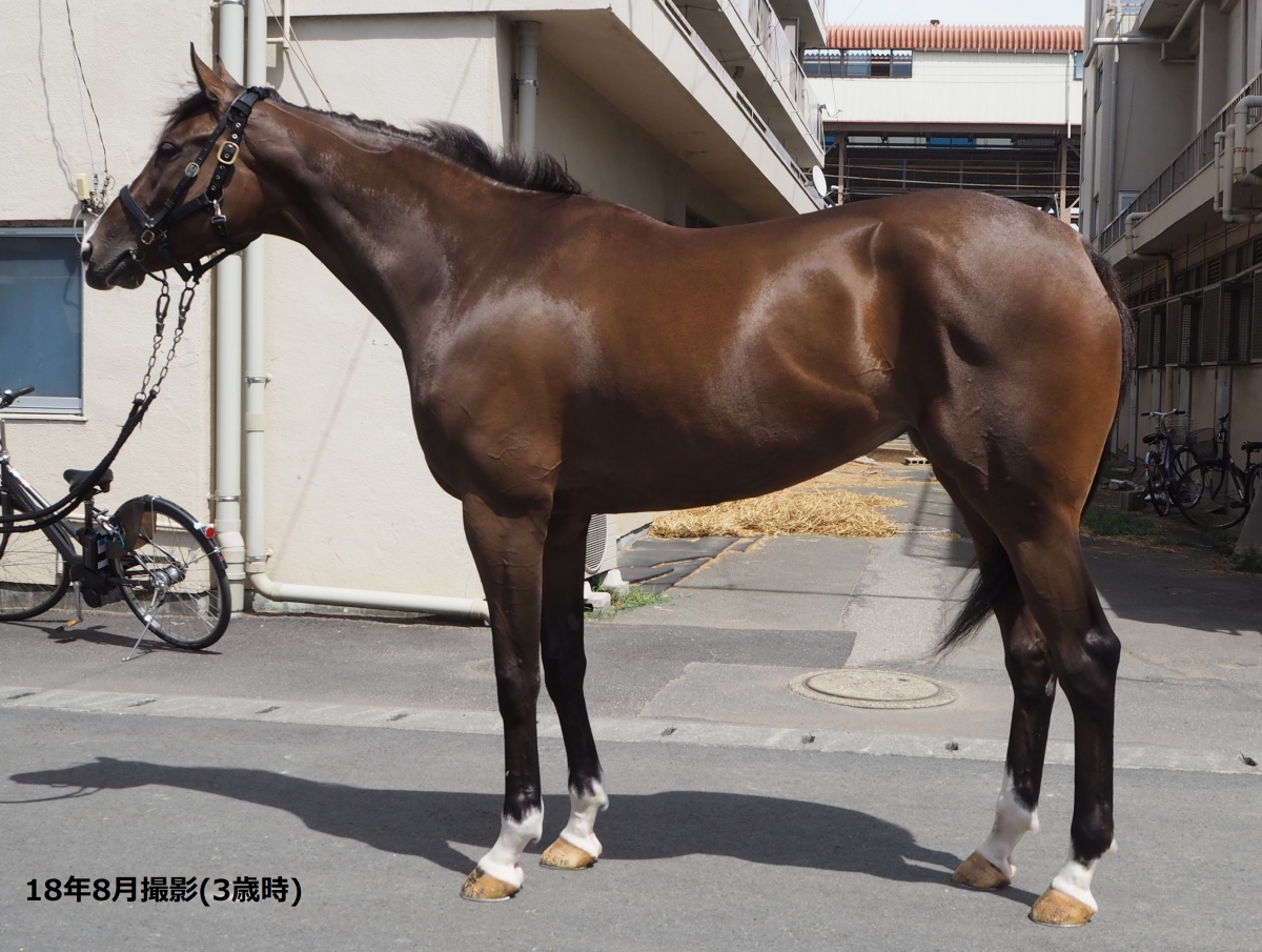 エイシンエスパー A Shin Esper 牝 4歳 ※地方競馬 在籍 エイシンエスパー A Shin Esper 牝 4歳 ※地方競馬 在籍