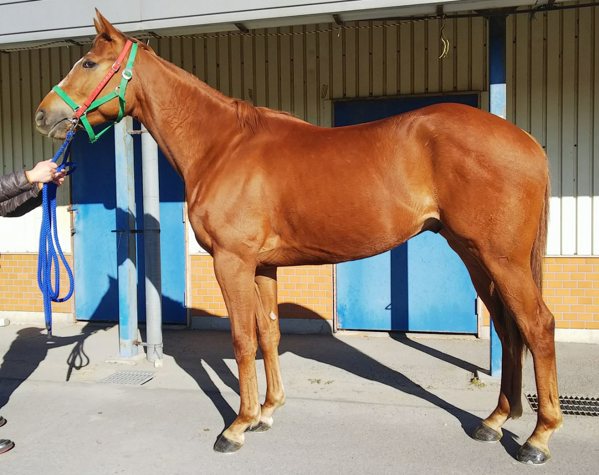 ボクイケメン Boku Ikemen セン 3歳 ※中央競馬 登録抹消
