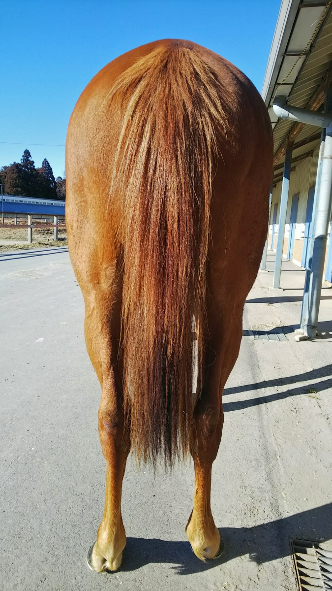 競馬 馬 フレデリック・レミントン画集 本