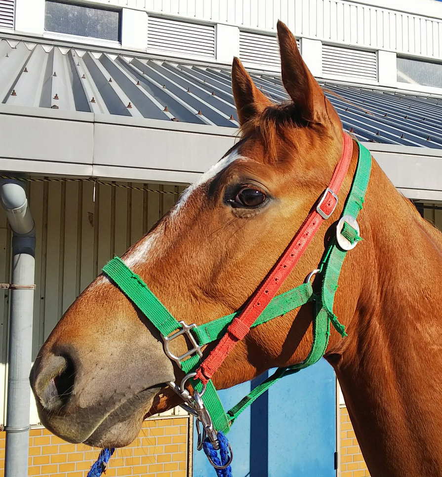 ボクイケメン Boku Ikemen セン 3歳 ※中央競馬 登録抹消