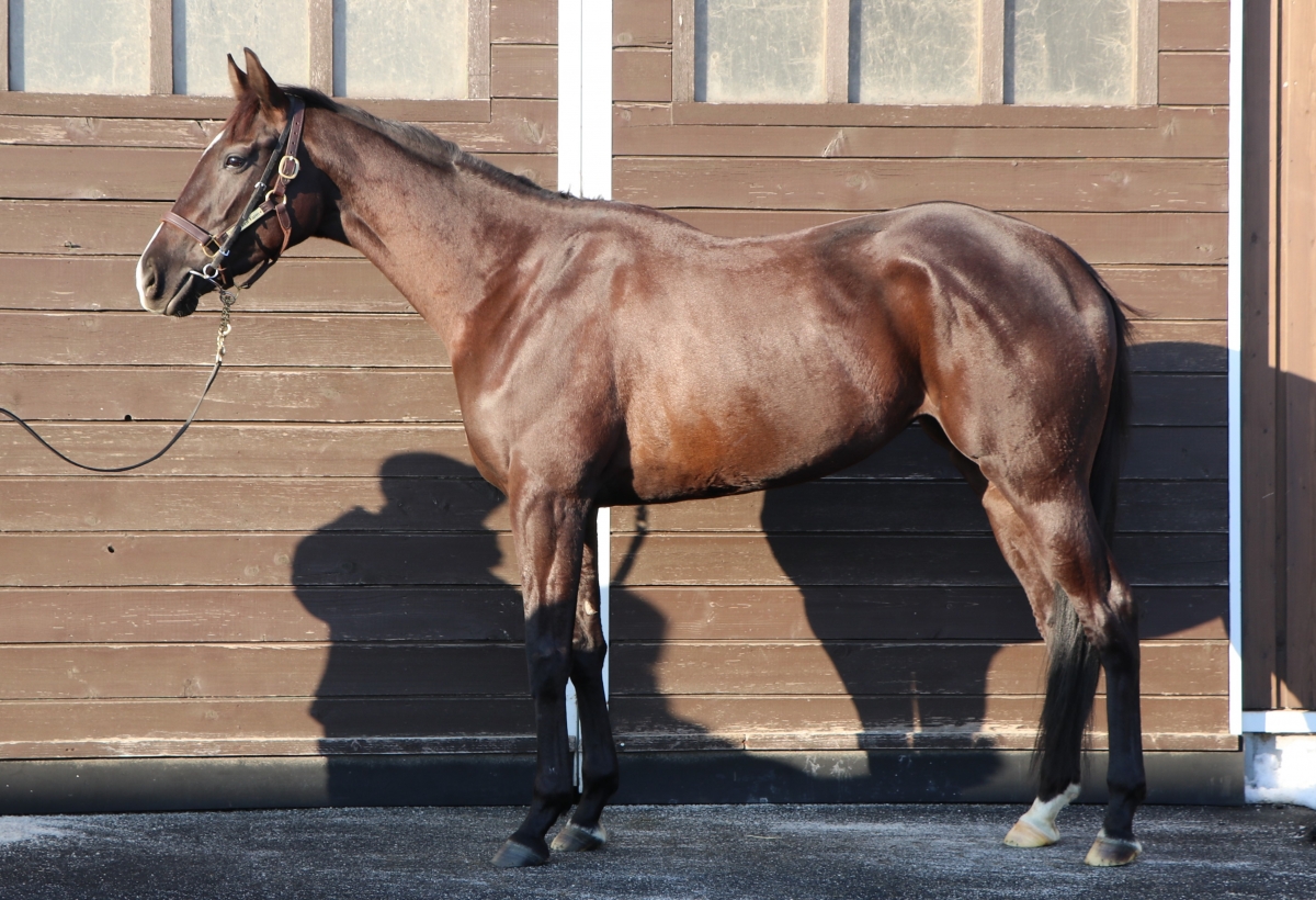 ルナマーレ　Lunar Mare　　牝　３歳　　※繁殖牝馬（空胎）_main1