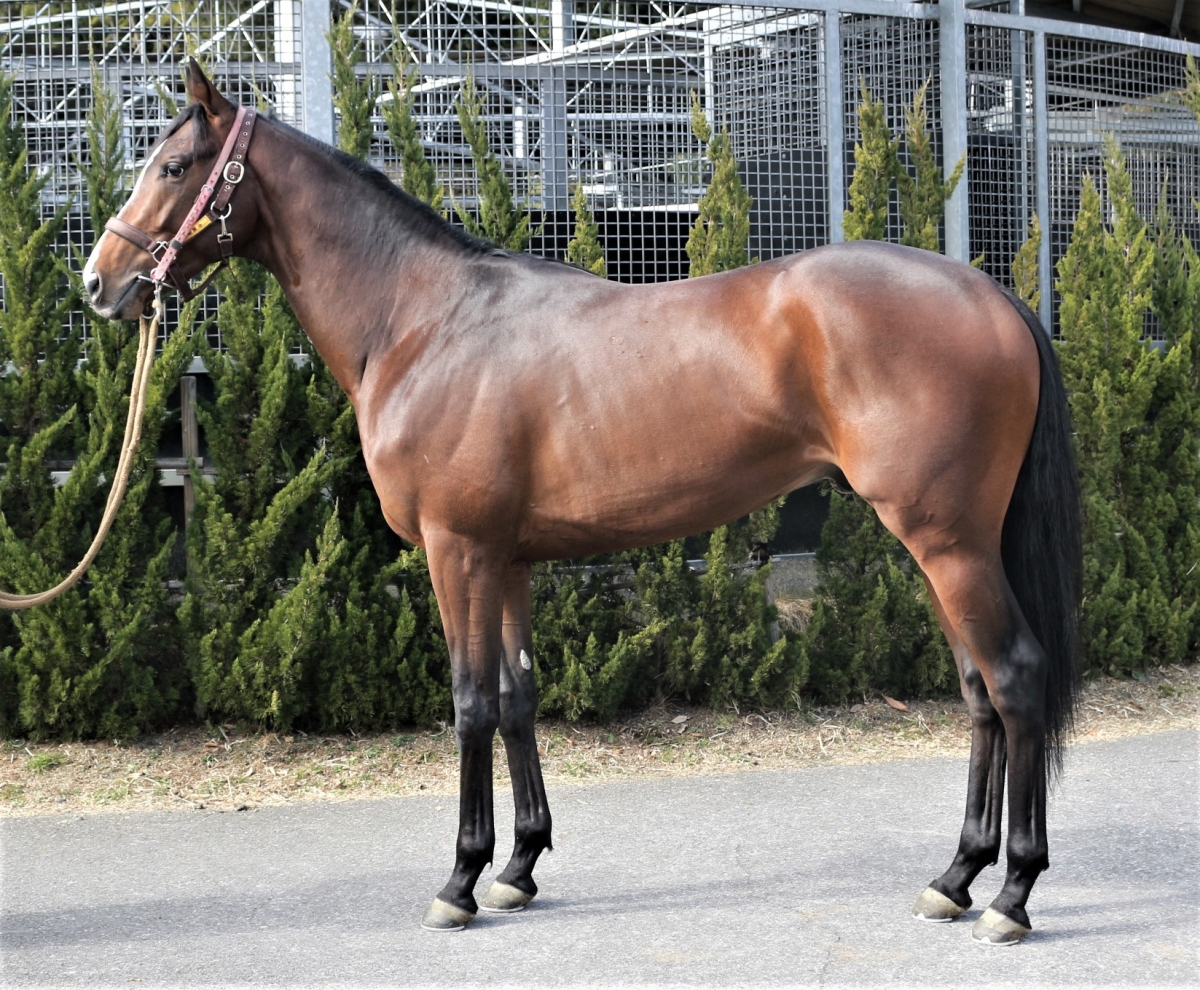 アーデントバローズ　Ardent Barows　　牡　３歳　　※中央競馬　登録抹消_main1