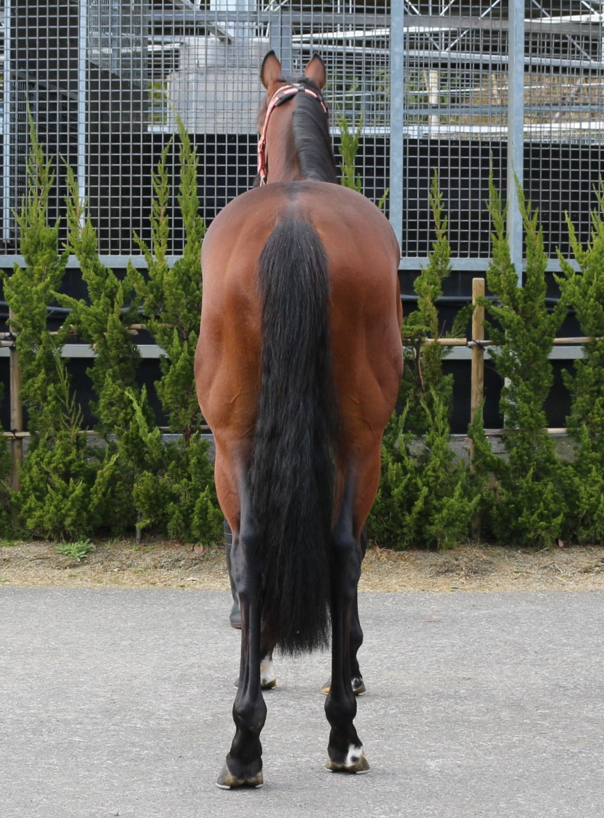 ヴァランセカズマ Valencay Kazuma 牡 3歳 ※中央競馬 登録抹消