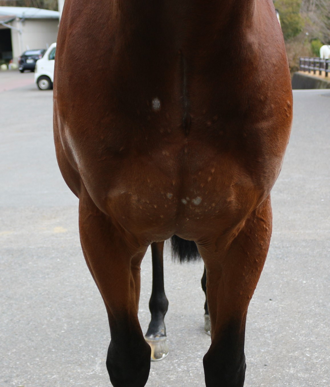 お馬様 出品 ヴァランセカズマ Valencay Kazuma 牡 3歳 ※中央競馬 登録抹消