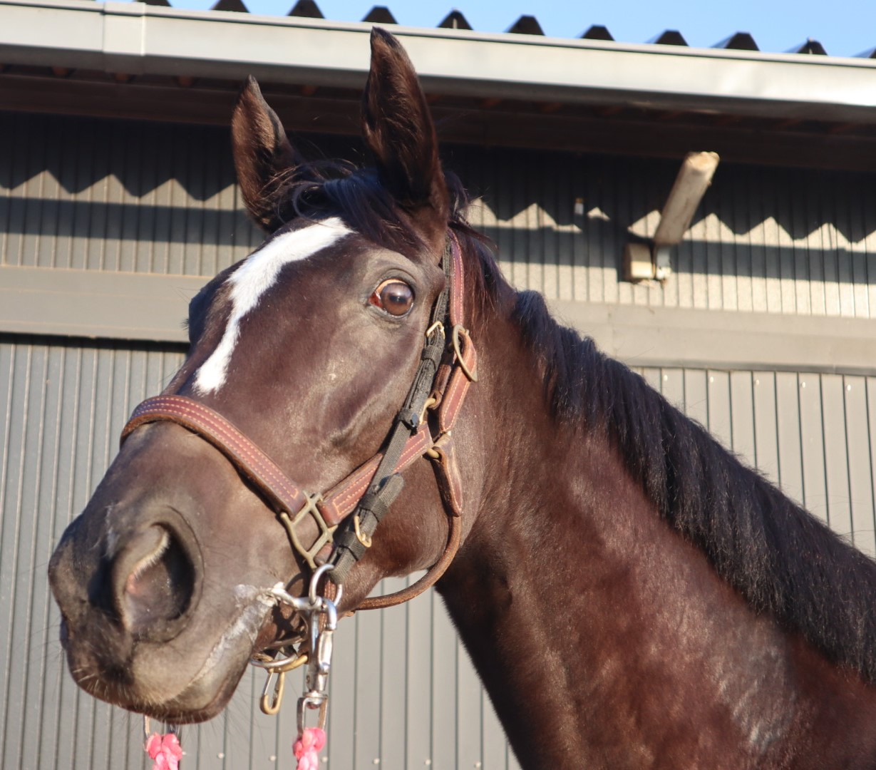 ベガスストリップ Vegas Strip 牝 4歳 ※地方競馬 在籍