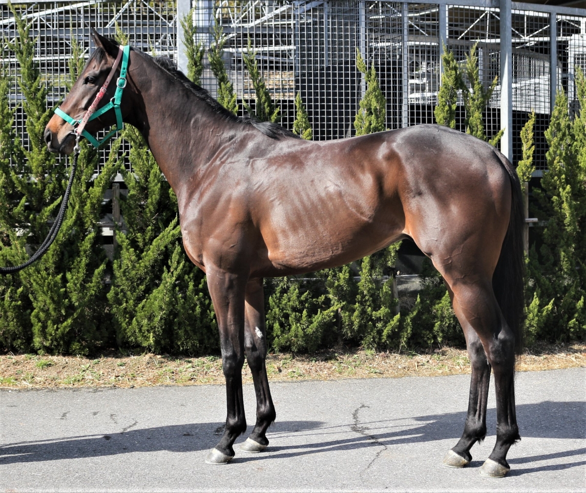 サンライズテソロ　Sunrise Tesoro　　牡　３歳　　※中央競馬　登録抹消_main1