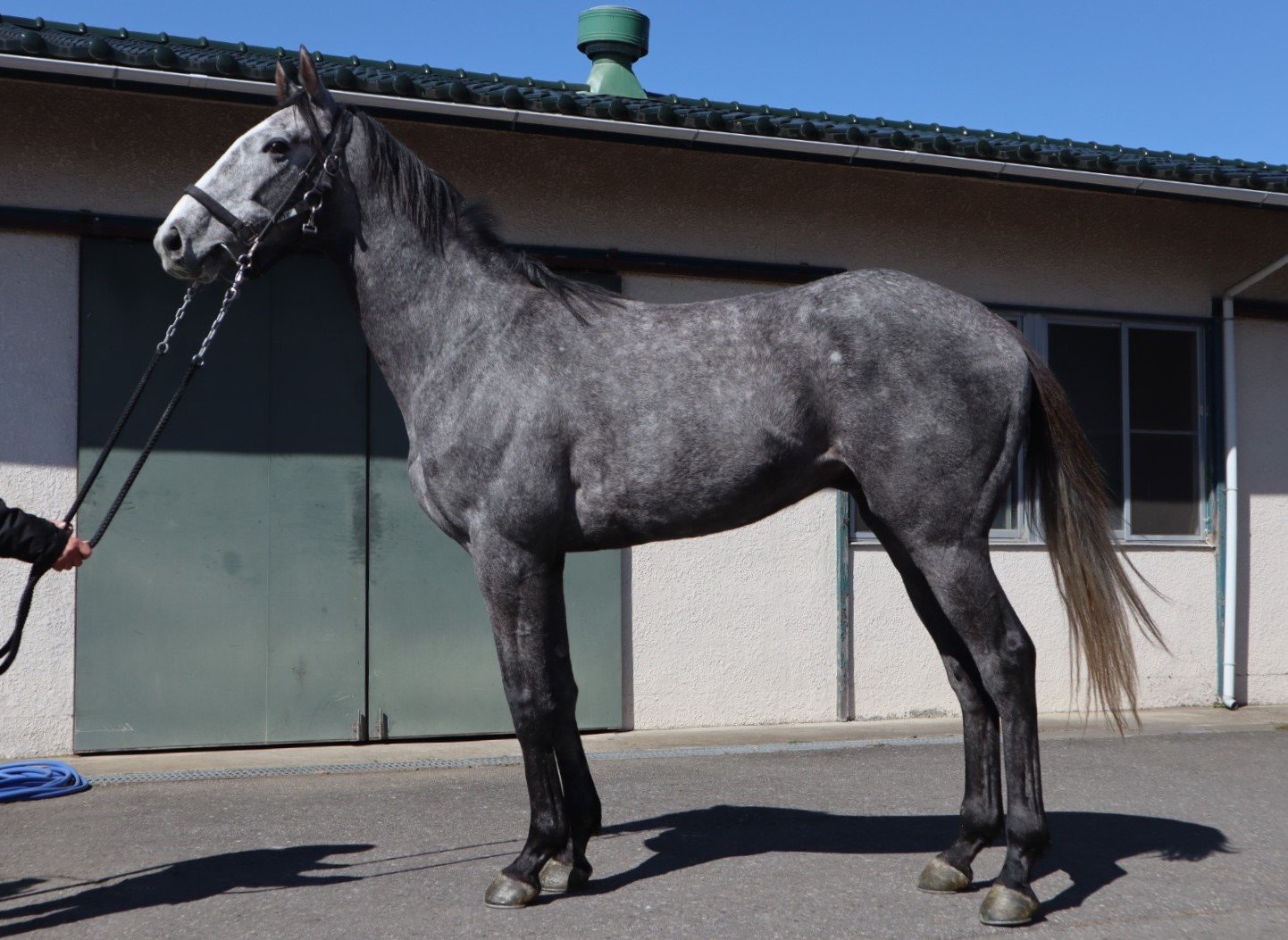 アララギ Araragi 牡 3歳 ※中央競馬 登録抹消 | サラブレッドオークション