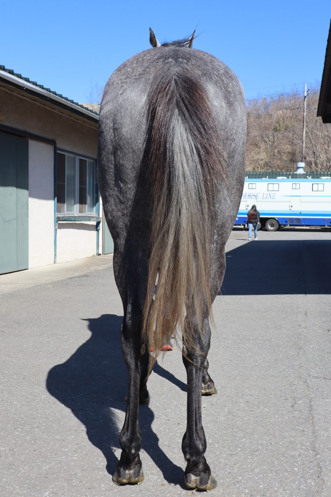アララギ Araragi 牡 3歳 ※中央競馬 登録抹消 | サラブレッドオークション