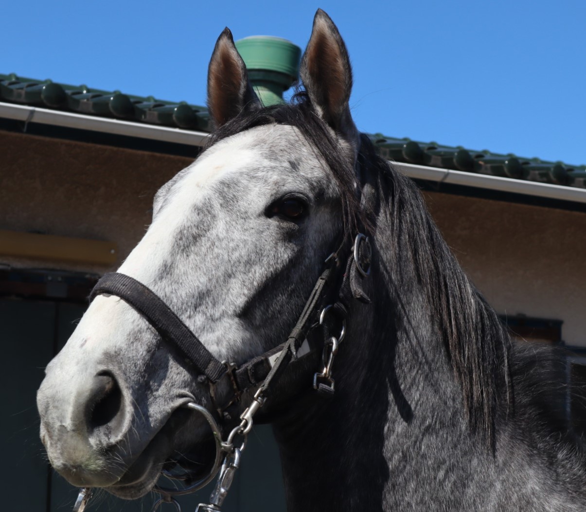 アララギ Araragi 牡 3歳 ※中央競馬 登録抹消 | サラブレッドオークション