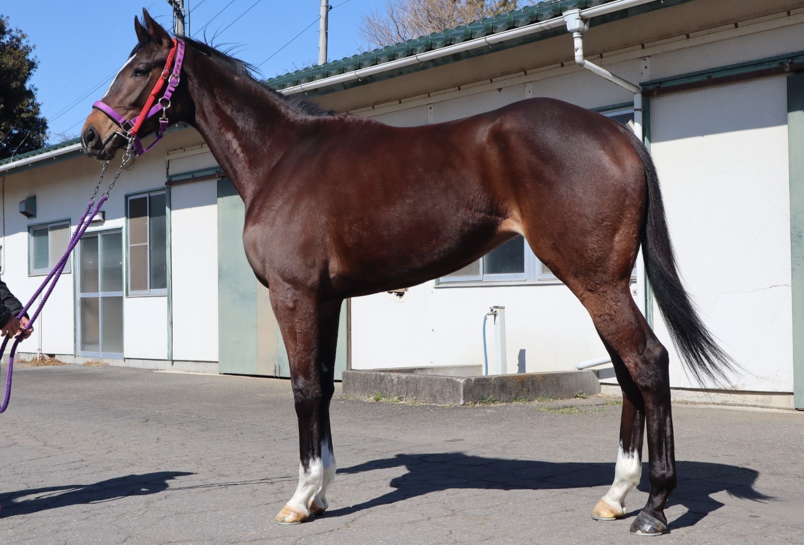 スターエメラルド　Star Emerald　　牝　　３歳　　※中央競馬　登録抹消_main1