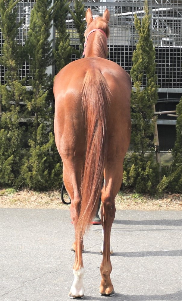ハイグッドフォルテ High Good Forte 牝 3歳 ※中央競馬 登録