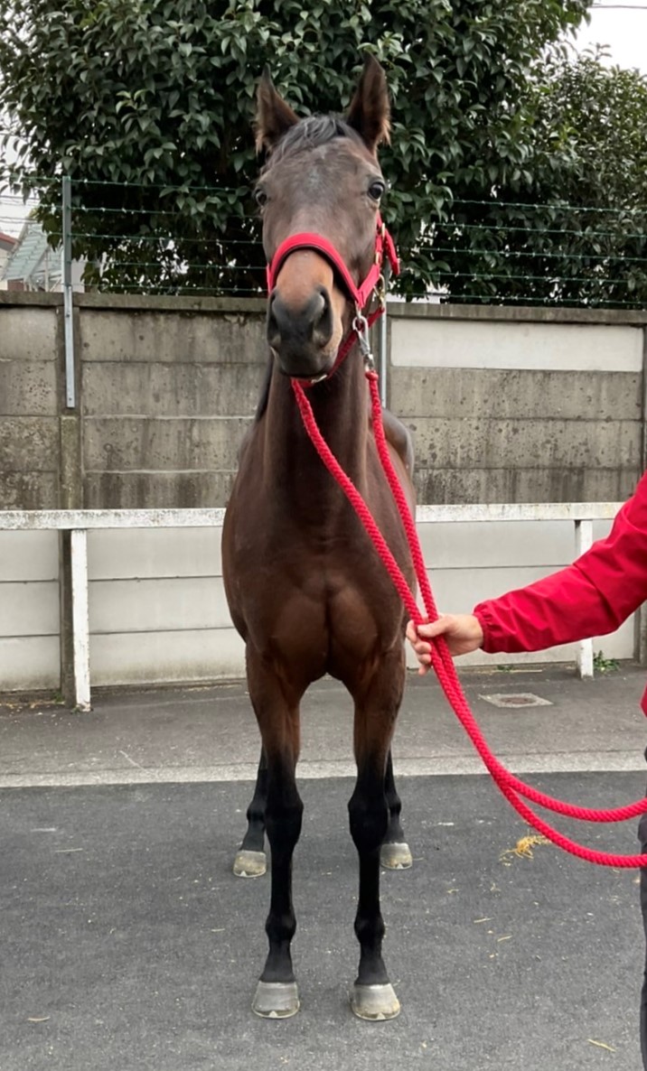 ドリームラヴァー Dream Lover 牝 3歳 ※地方競馬 在籍（未出走