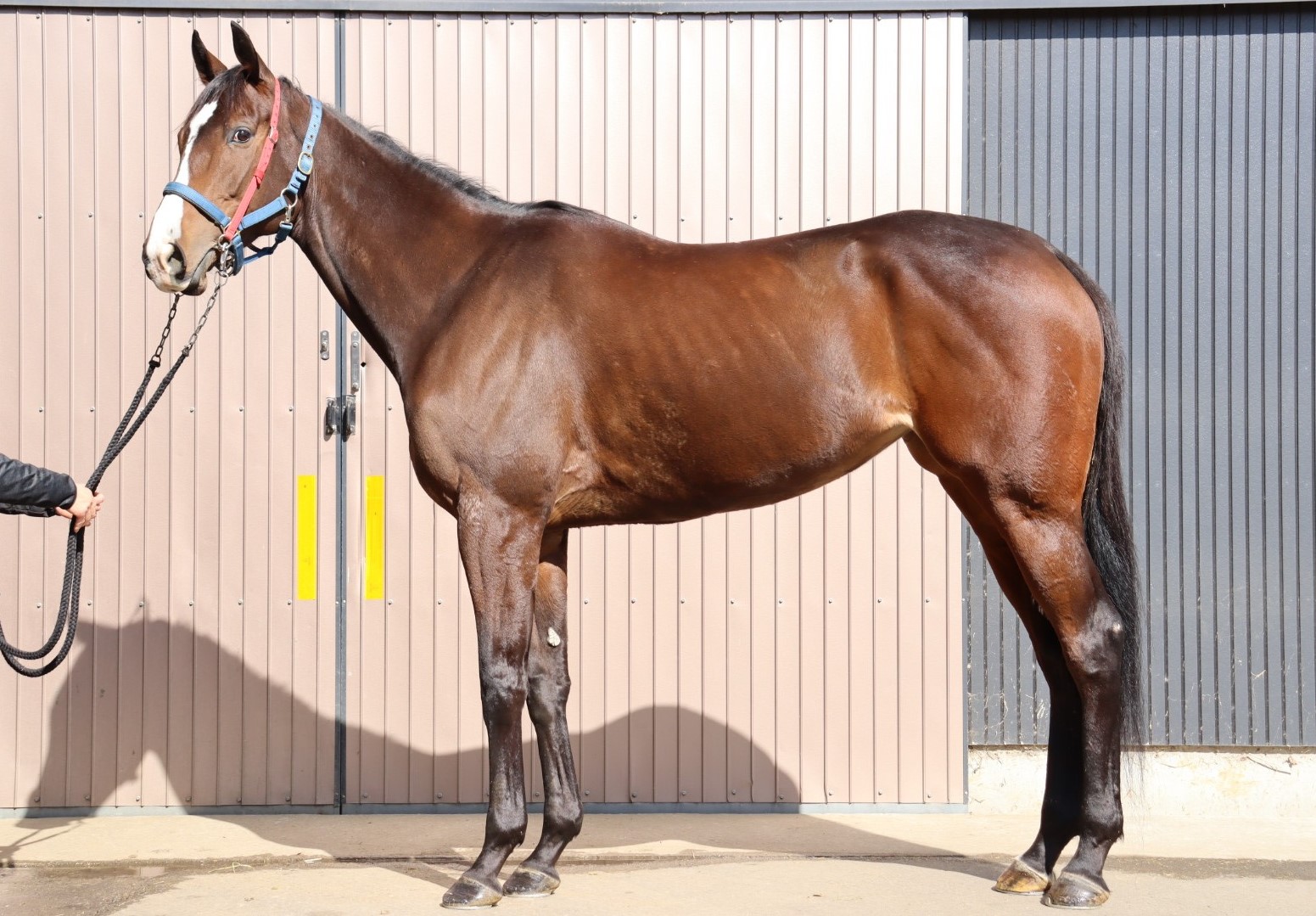 ウーマンレジェンド　Woman Legend　　牝　５歳　　※地方競馬　在籍_main1