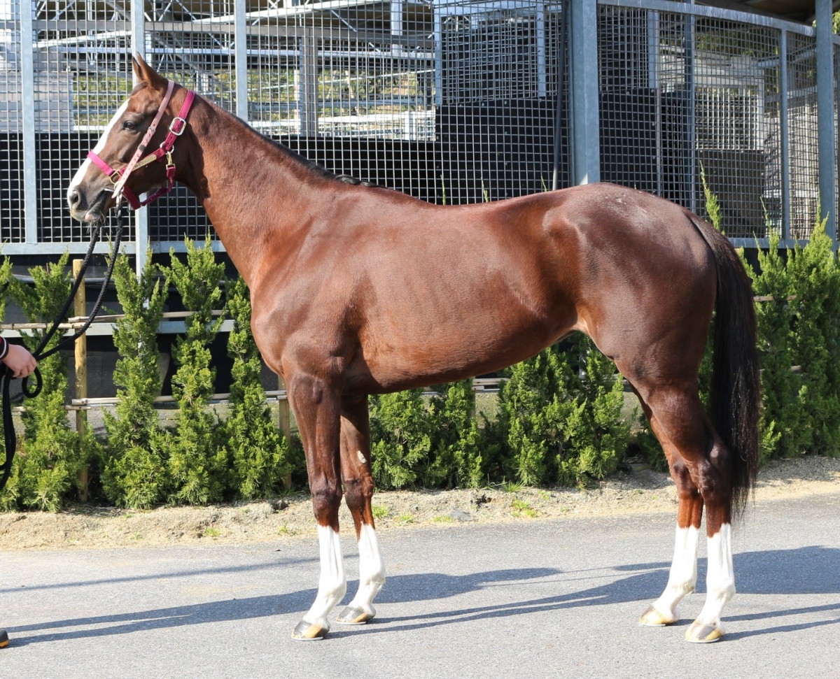 マイネルイージス 牡6歳 ※中央競馬 登録抹消 | サラブレッド