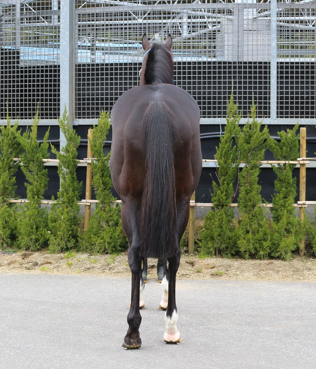 ブリクスト Blixt 牡 7歳 ※中央競馬 登録抹消 | サラブレッドオークション