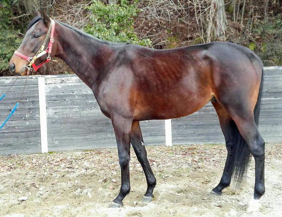 アウトバースト Out Burst 牡 4歳 ※地方競馬 在籍