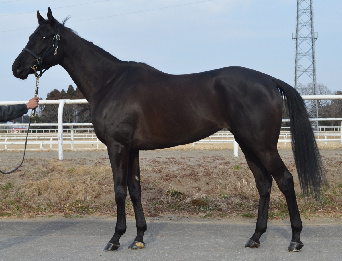 センリツ Senritsu 牝 5歳 ※中央競馬 登録抹消 | サラブレッド