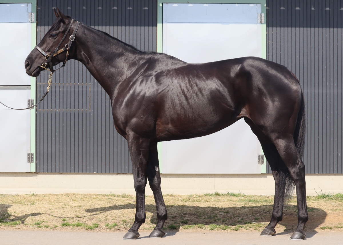 チェルヴィーノ　Cervino　　牝　　５歳　　※地方競馬　在籍_main1