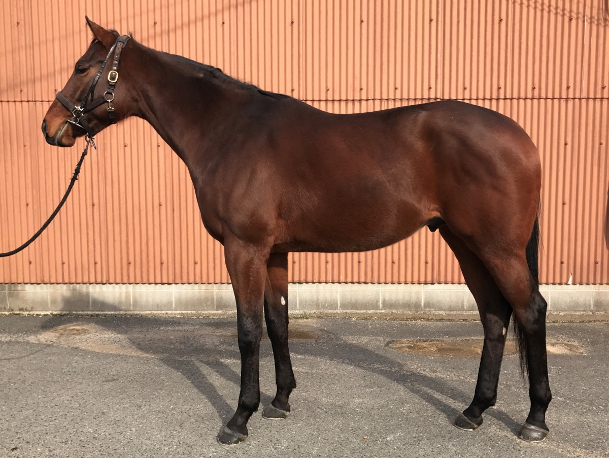 エーシンサーフィンの16　A Shin Surfing 16　　牡　３歳　　※未登録の３歳馬_main1
