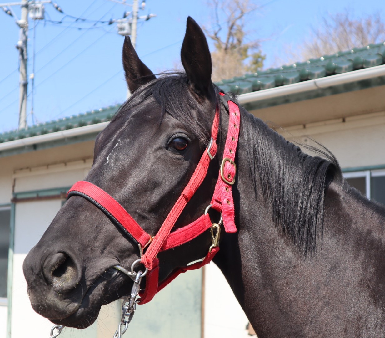 ディープインパクトがJRA2歳新種牡馬の勝ち馬頭数記録を更新
