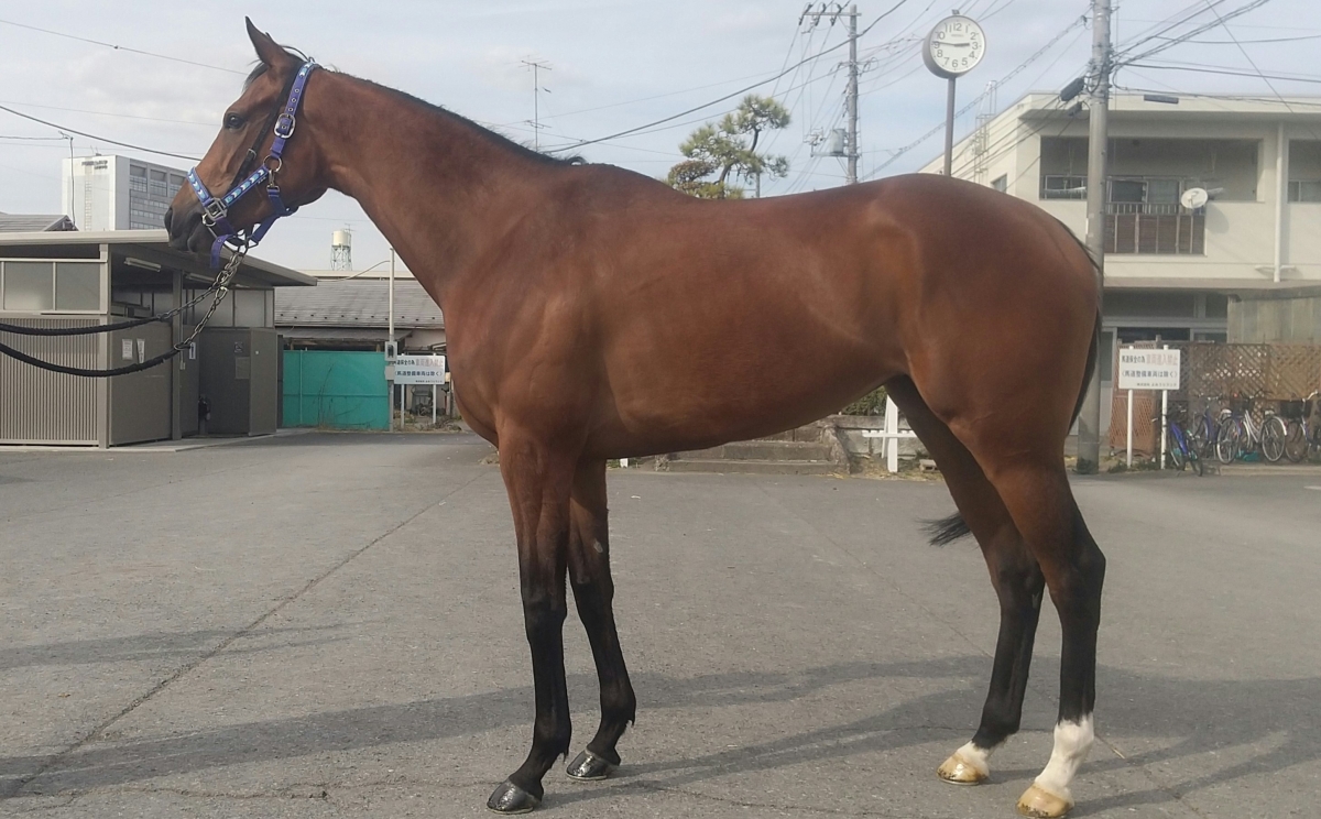 ビギニングドリーム Beginning Dream 牝 4歳 ※地方競馬 在籍