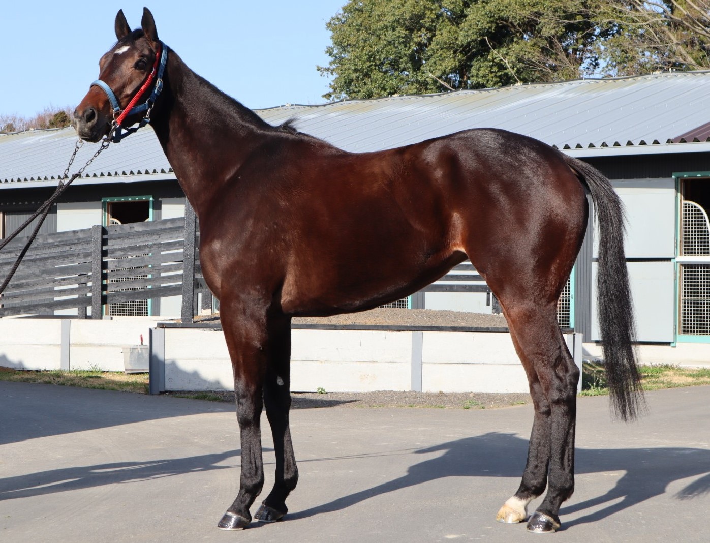 タイドオーバー　Tide Over　　牝　６歳　　※中央競馬　登録抹消_main1